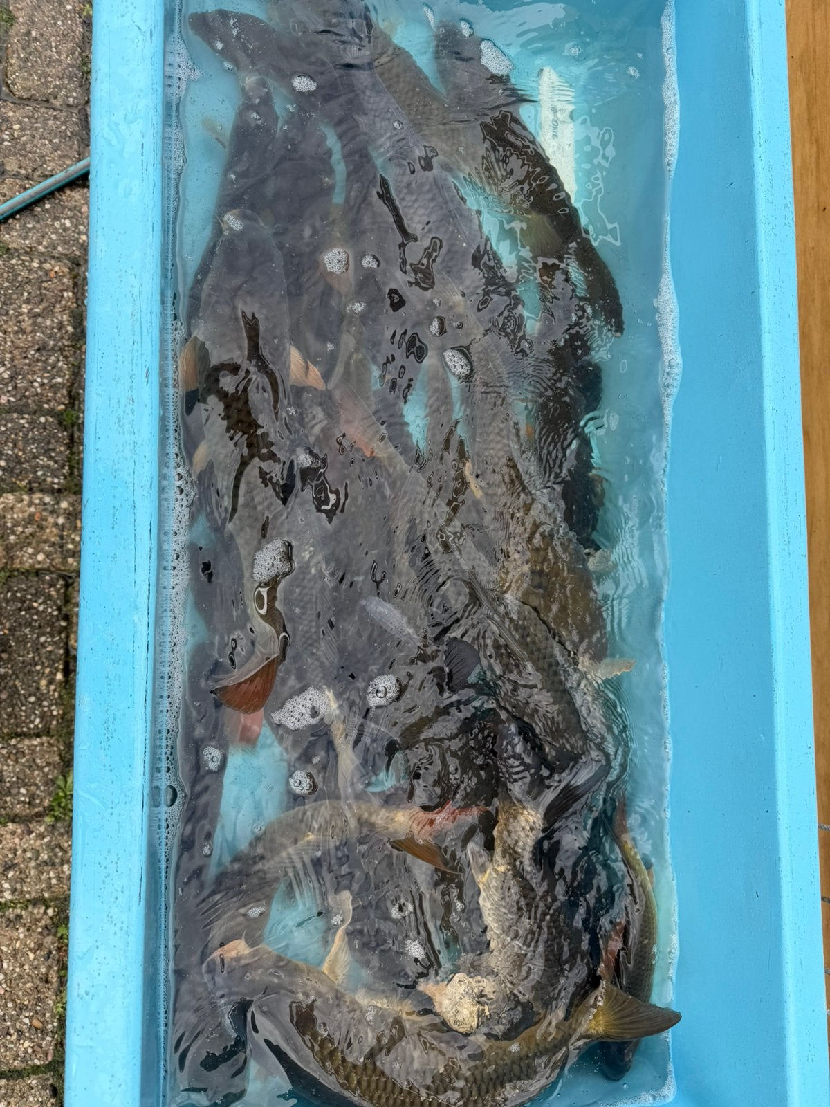 Groep kois  lees de tekst goed, Dieren en Toebehoren, Karper of Koi