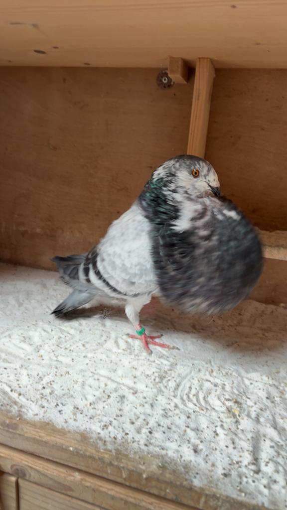 Gaditano, Dieren en Toebehoren, Vrouwelijk, Kropper