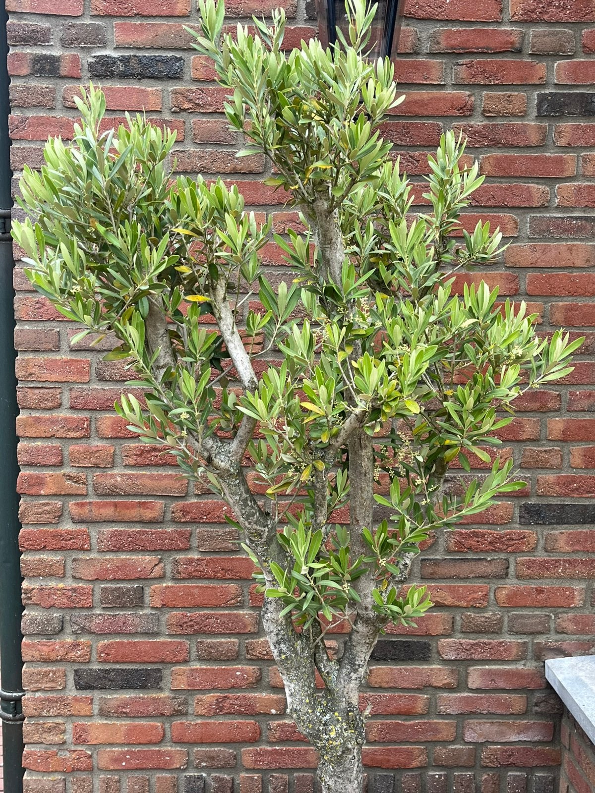 Olijfboom, Tuin en Terras, Bloeit niet, 100 tot 250 cm, Olijfboom, Ophalen