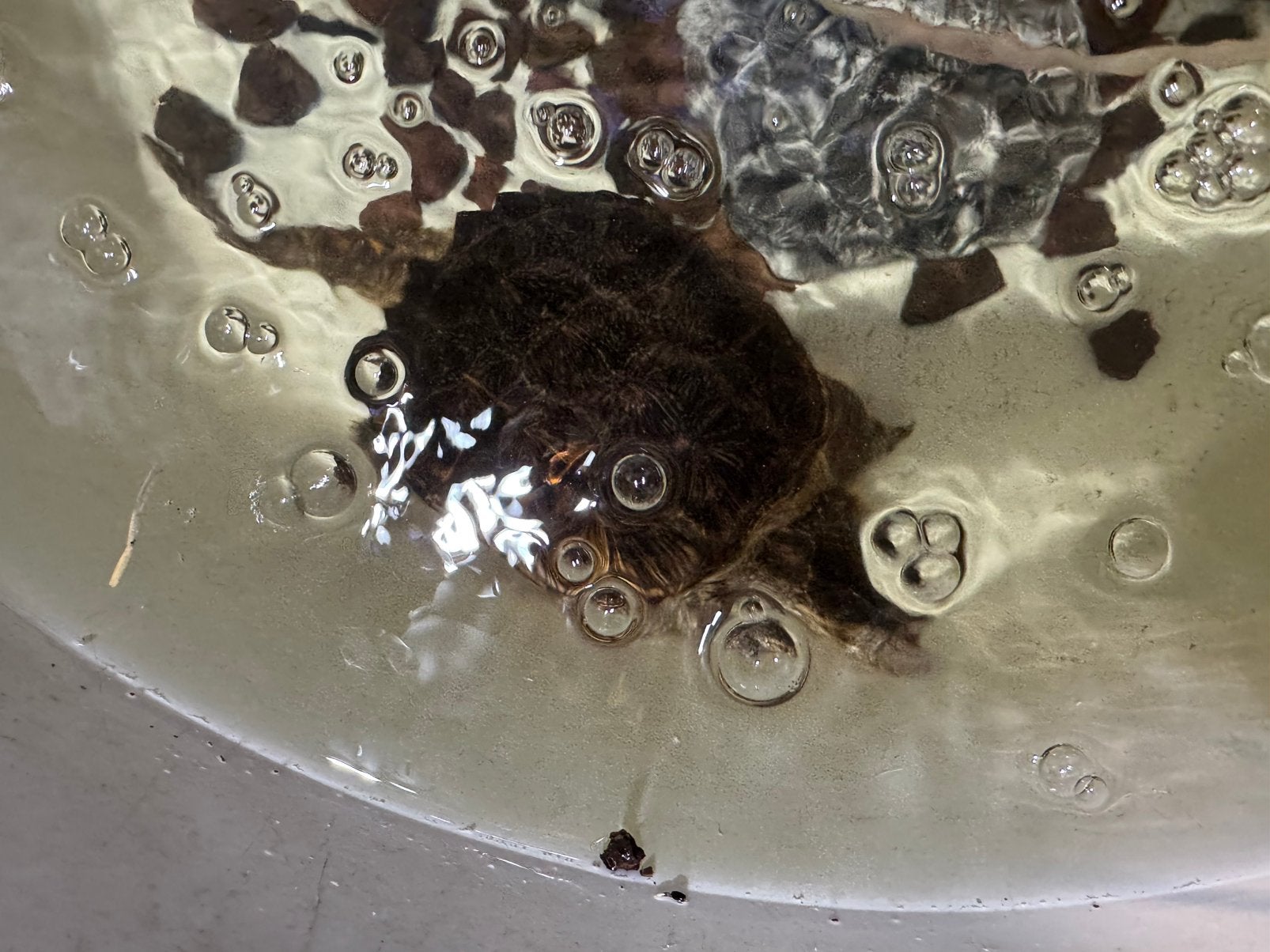Mooie bijt schildpad, Overige soorten