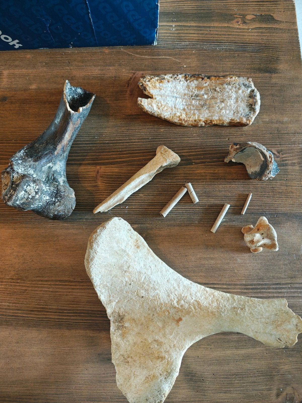 Zee vondsten botten, Verzamelen, Ophalen of Verzenden, Fossiel