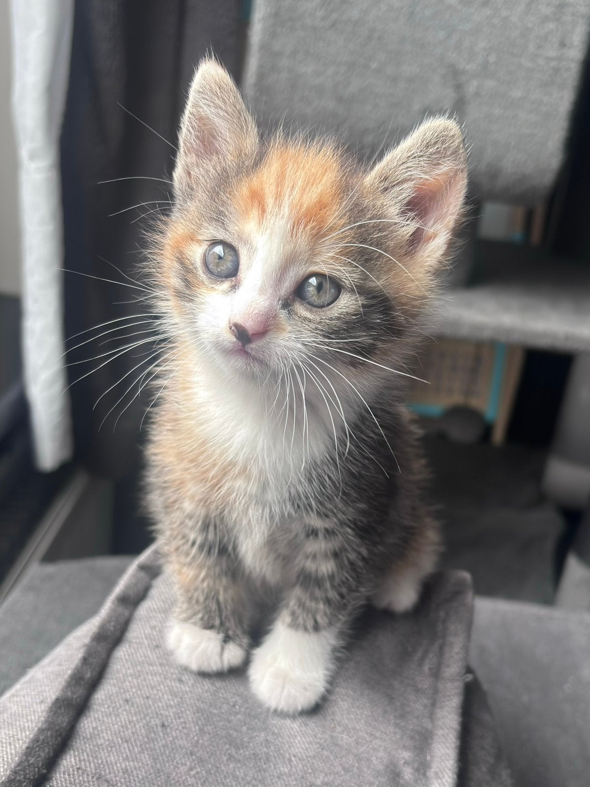 Kittens, Poes