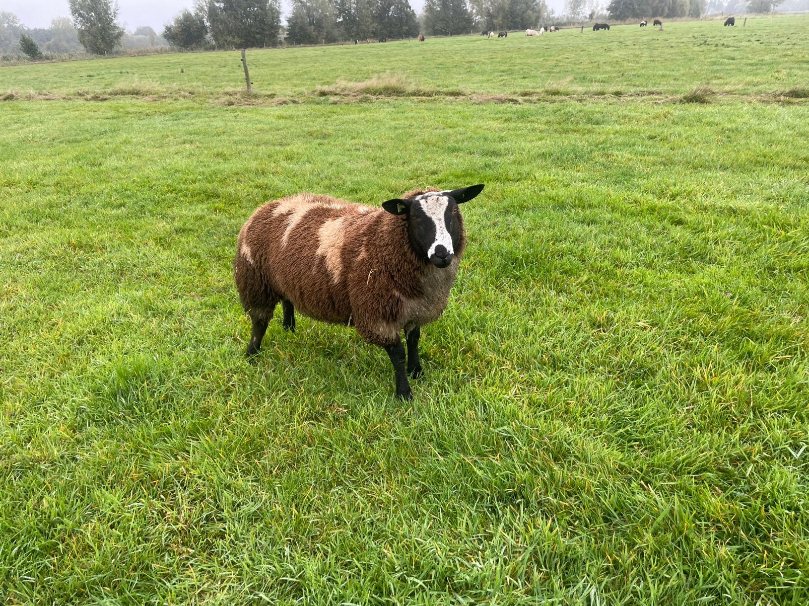 Bonte DEKRAMMEN, Dieren en Toebehoren, Schaap