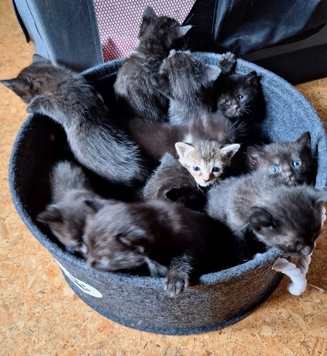 nestje kittens, Dieren en Toebehoren, Katten en Kittens | Overige Katten, Meerdere dieren, Kortharig, 0 tot 2 jaar