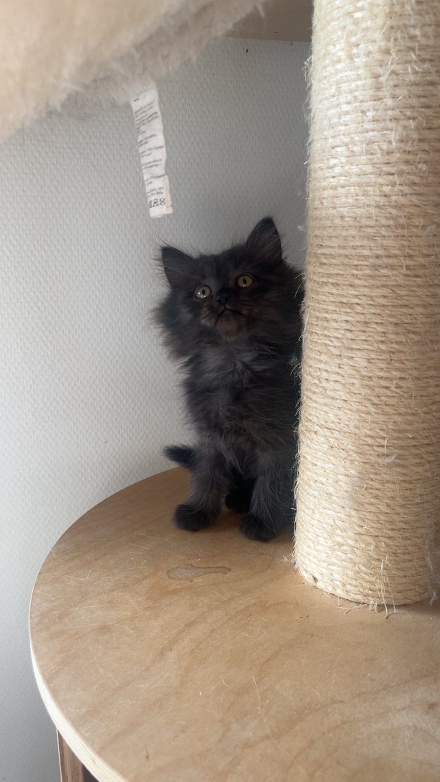 Kruising ragdoll/britse korthaar, Meerdere dieren