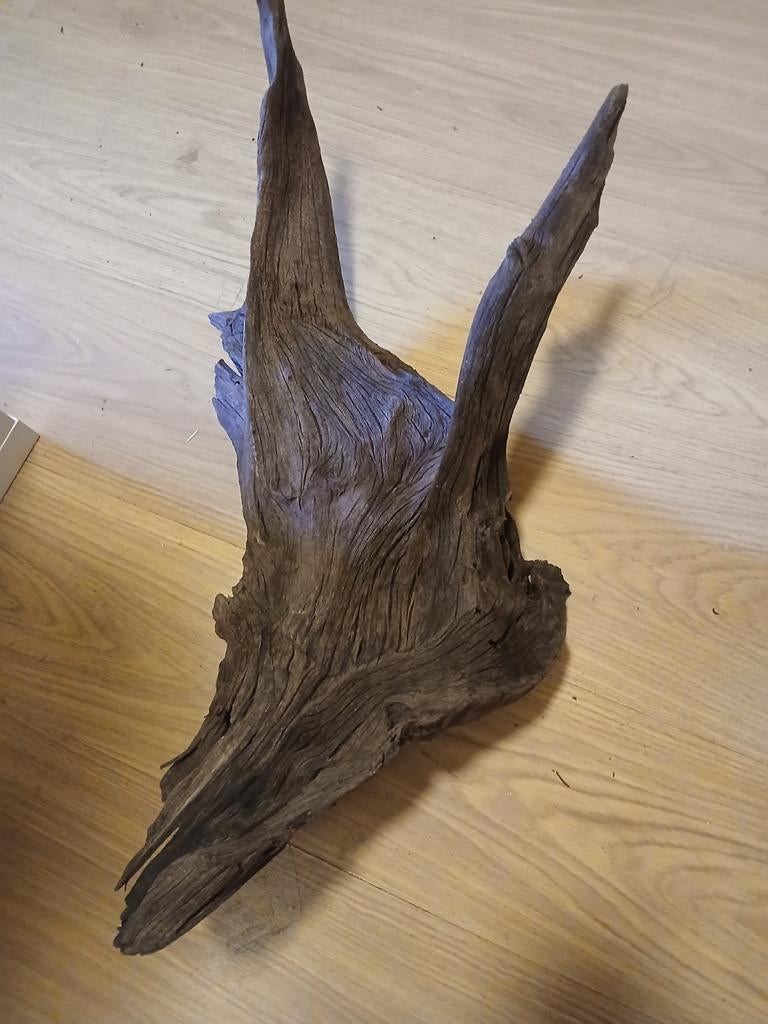 Grote stronk kienhout, Dieren en Toebehoren, Ophalen, Plant(en), Steen of Hout