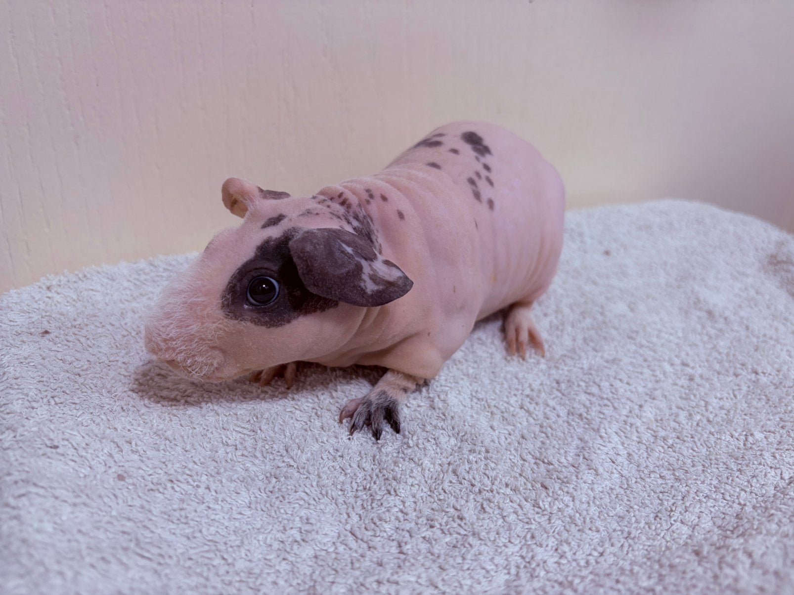 Super Mooi dalmatiner skinny cavia beertje, Dieren en Toebehoren, Cavia, Mannelijk, Mei, Tam