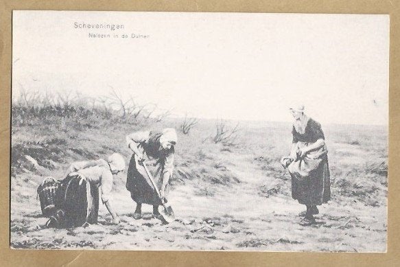 Oude ansichtkaart Scheveningen: Aardappels rooien in duinen, Ophalen of Verzenden, Voor 1920, Ongelopen, Zuid-Holland