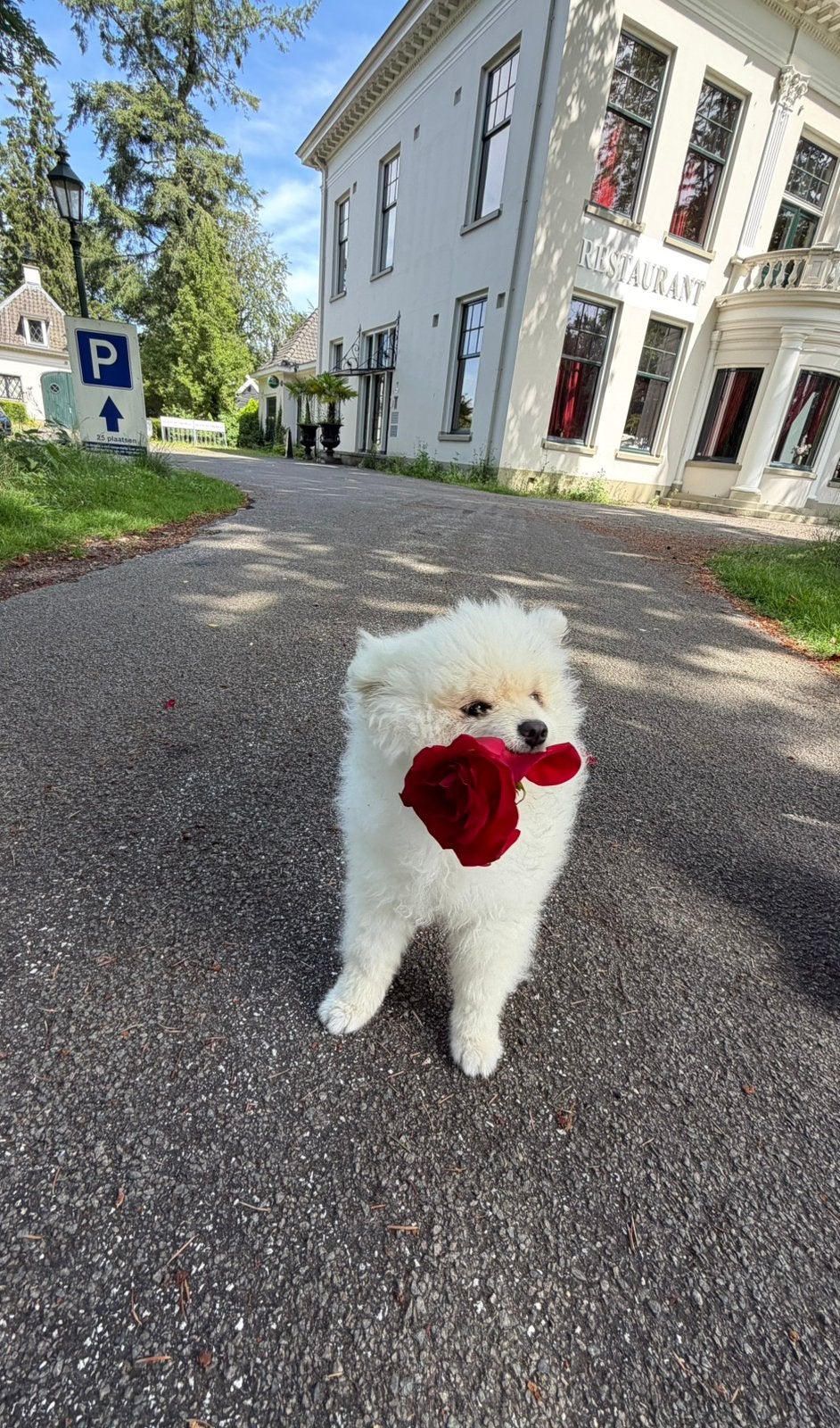 Pomerian, Particulier, 15 weken tot 1 jaar, Reu, Buitenland