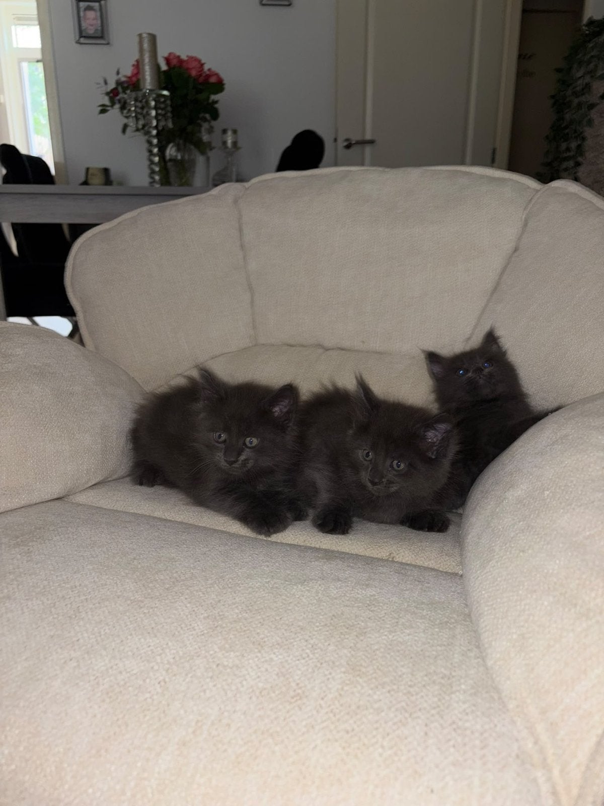 maine coon kittens, Meerdere dieren