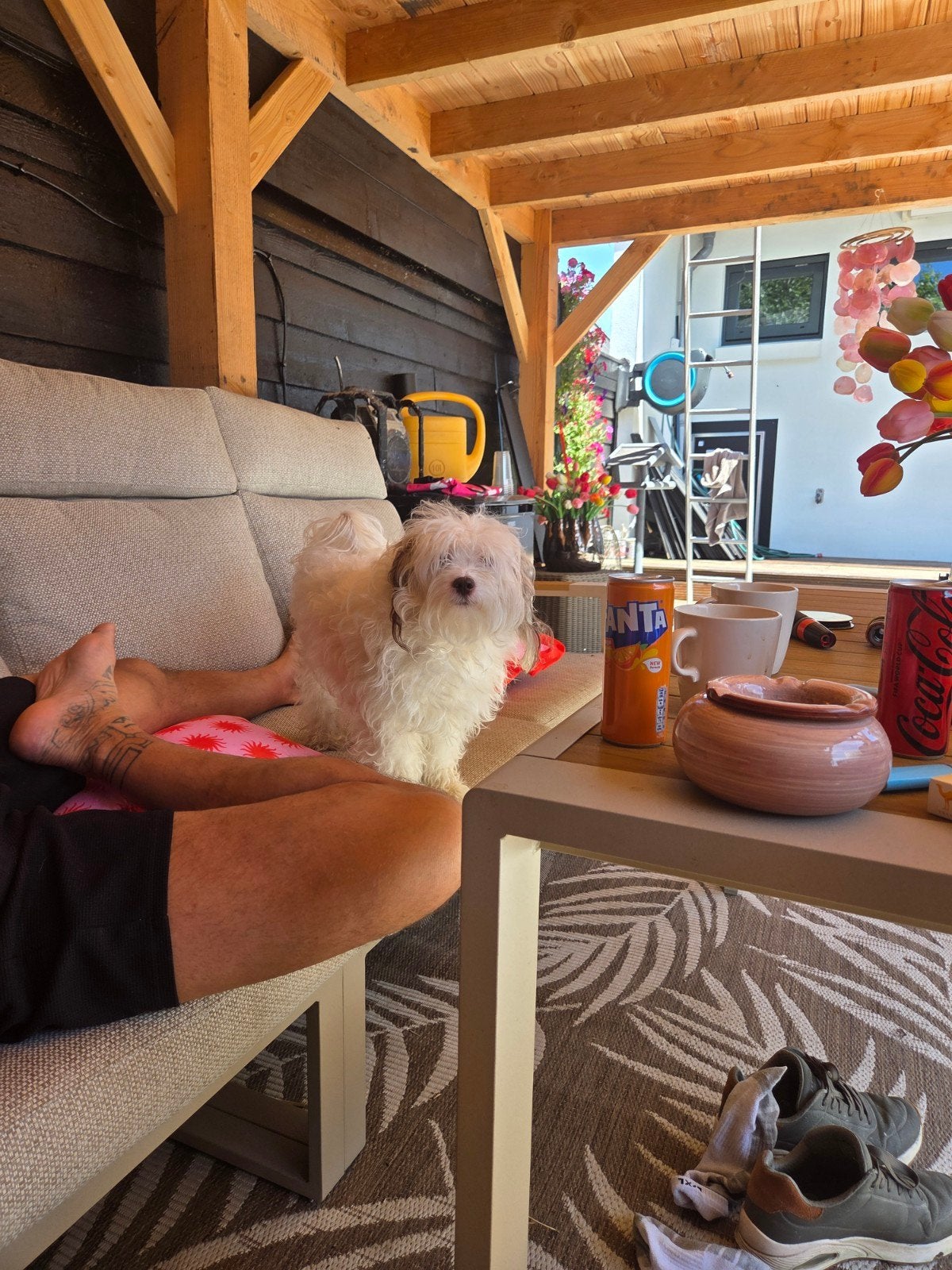 Pups te koop, Dieren en Toebehoren, Honden | Chihuahua's en Gezelschapshonden, Meerdere dieren, Overige rassen, Particulier, Meerdere