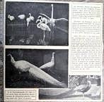 Artis 1924; flamingo's en pauwen, Verzenden, Voor 1940, Gebruikt, Dier