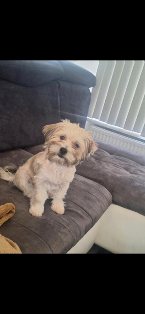 Dog, Dieren en Toebehoren, Eén hond, 3 tot 5 jaar, Nederland, Particulier
