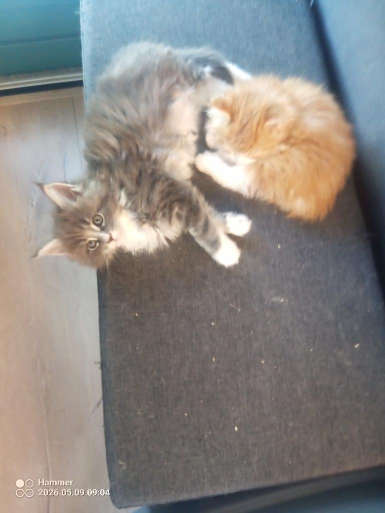 Russische Maine Coon kittens met stamboom, Meerdere dieren, Met stamboom, 0 tot 2 jaar