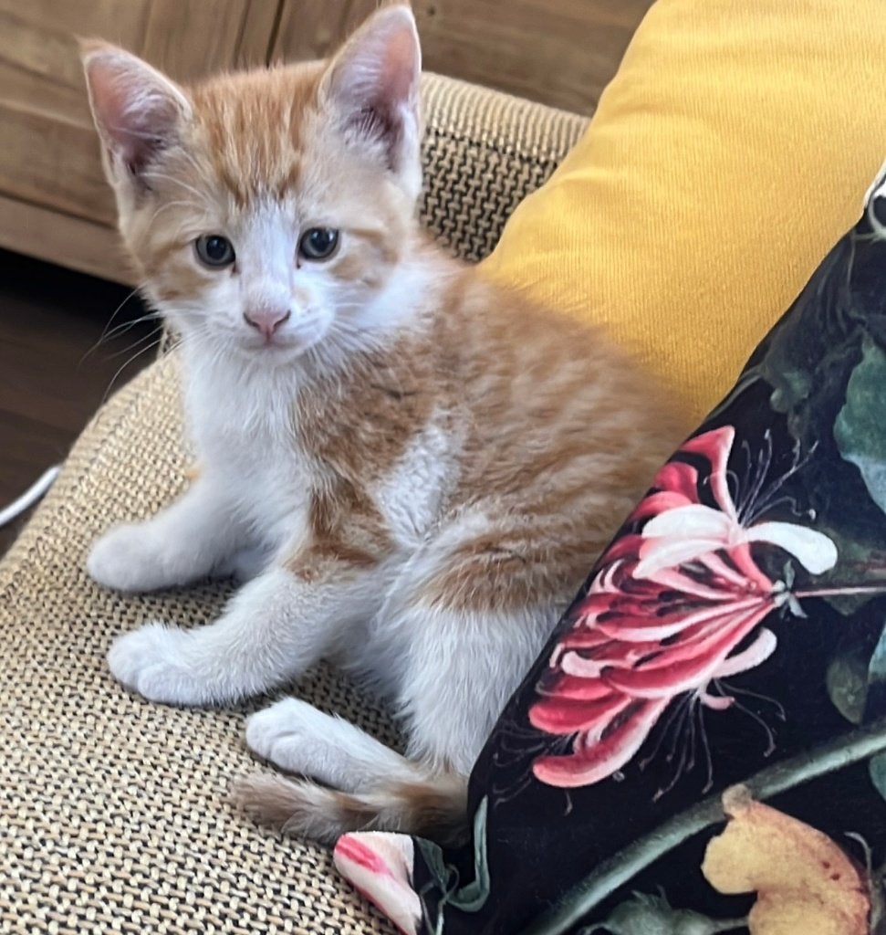 Mooie rode kitten, Dieren en Toebehoren, Katten en Kittens | Overige Katten, Poes, Kortharig, 0 tot 2 jaar