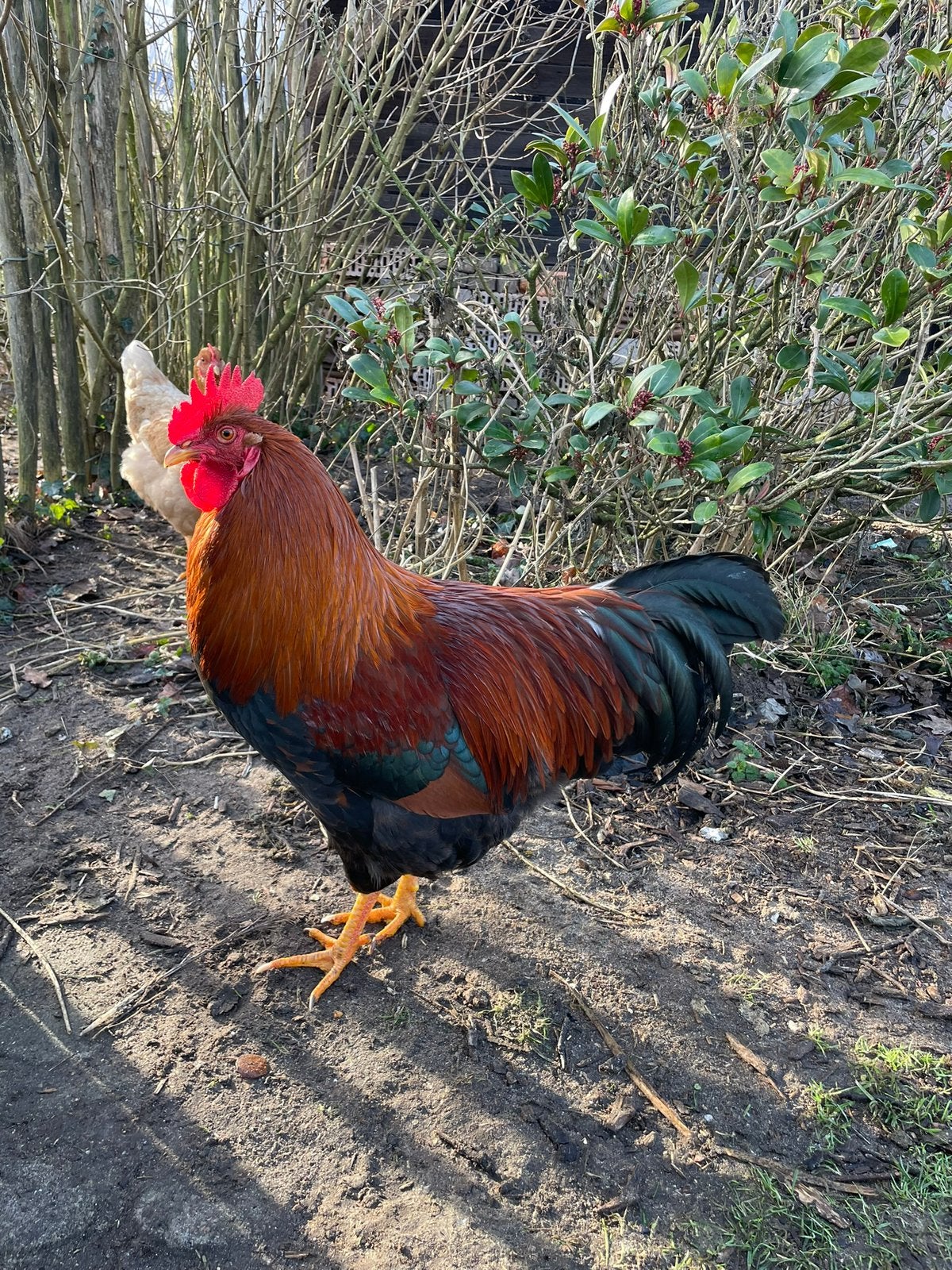 Welsumer haan plus 3 hennen, Dieren en Toebehoren, Meerdere dieren, Kip