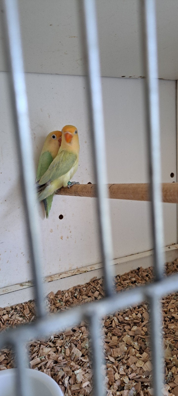 Agapornis Turguoise Dilute, Dieren en Toebehoren, Vogels | Parkieten en Papegaaien, Geslacht onbekend, Dwergpapegaai of Agapornis