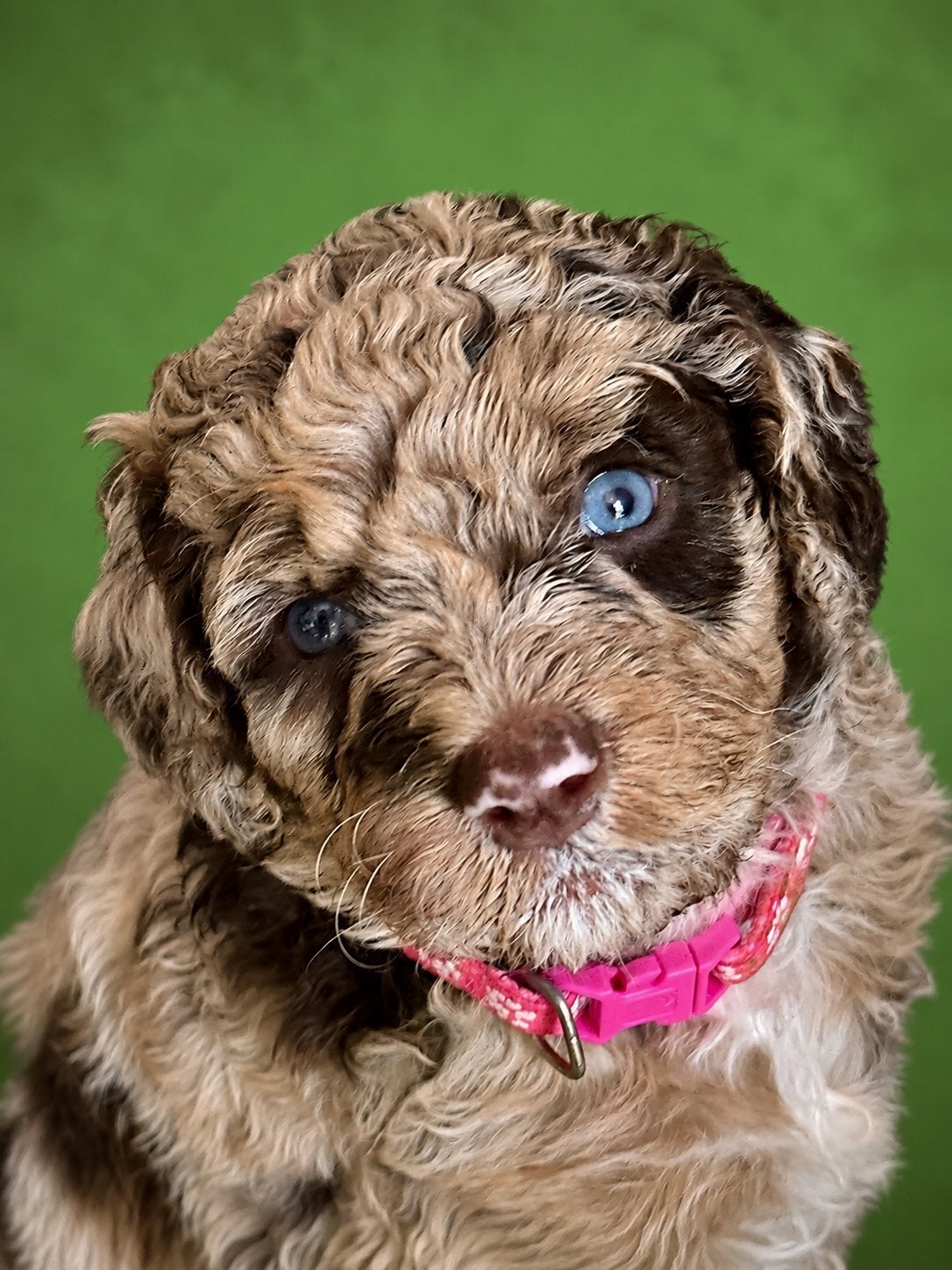 AUSSIEDOODLE pups te bezichtigen vanaf 13 juni, Parvo, 8 tot 15 weken, Meerdere, Meerdere dieren
