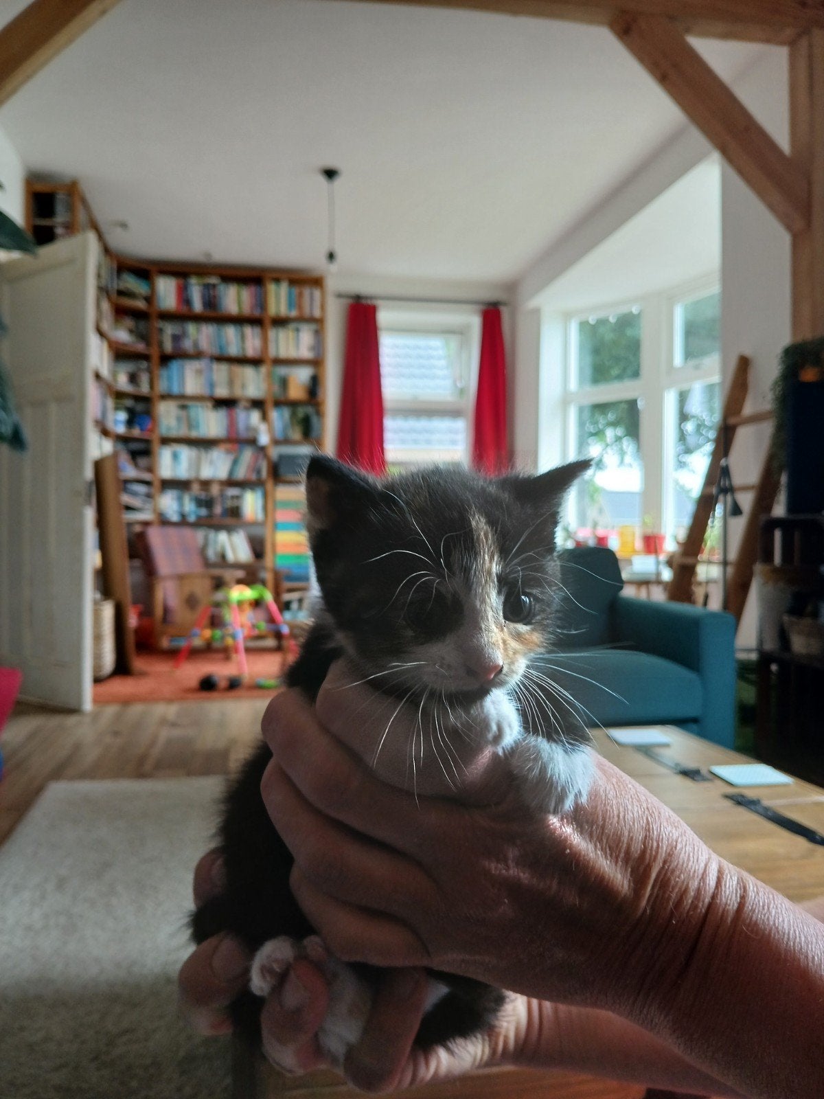 Kittens