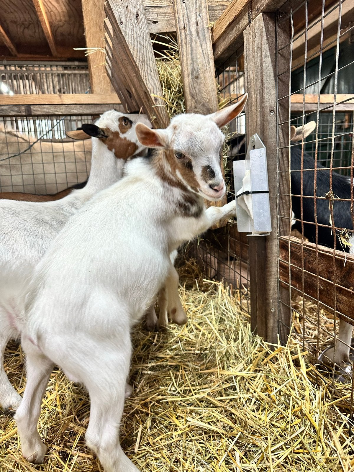 twee lieve bokjes te koop, Dieren en Toebehoren, Mannelijk, Geit, 0 tot 2 jaar