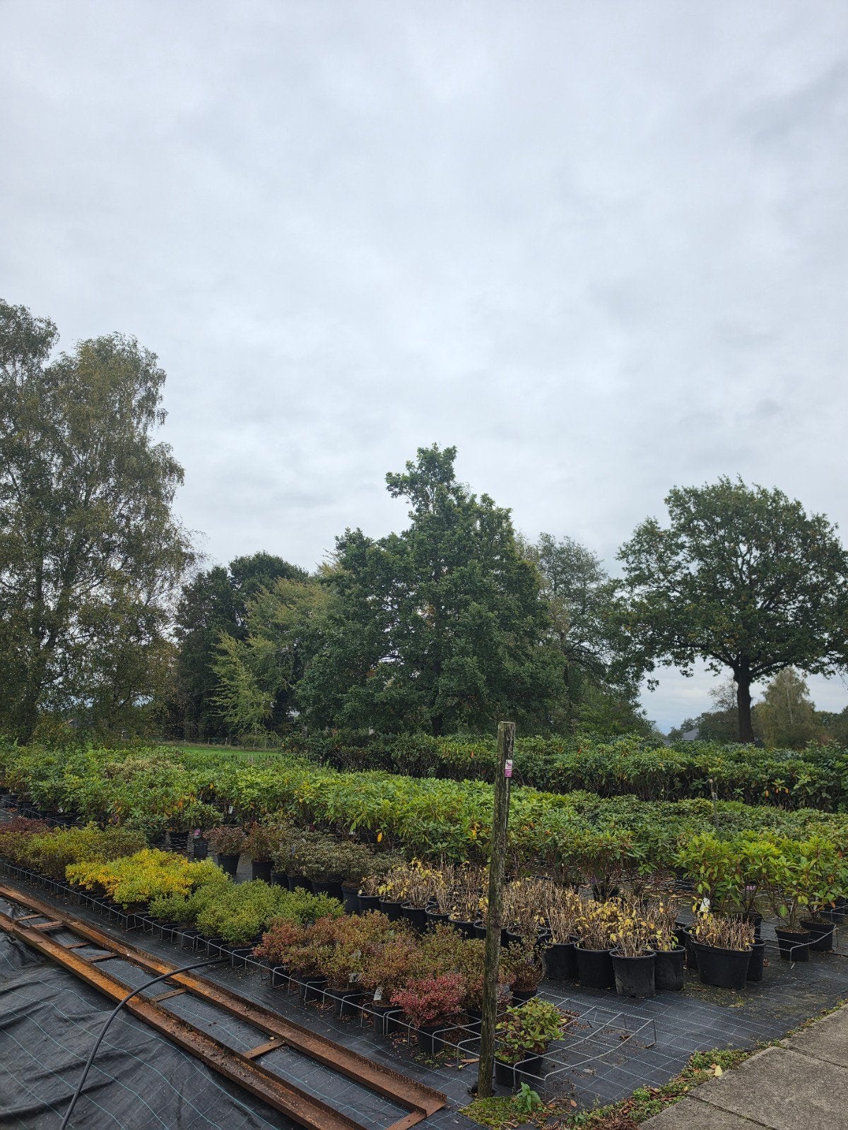 Partij 200 Rhododendrons | Diverse soorten | Vanaf €2, Tuin en Terras, Ophalen, Rhododendron, Struik, Minder dan 100 cm