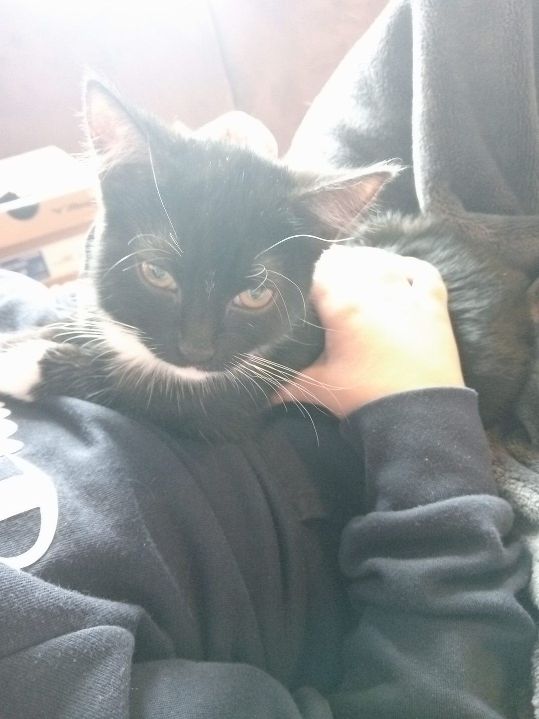 kitten 18 weken gechipt, Poes, Kortharig