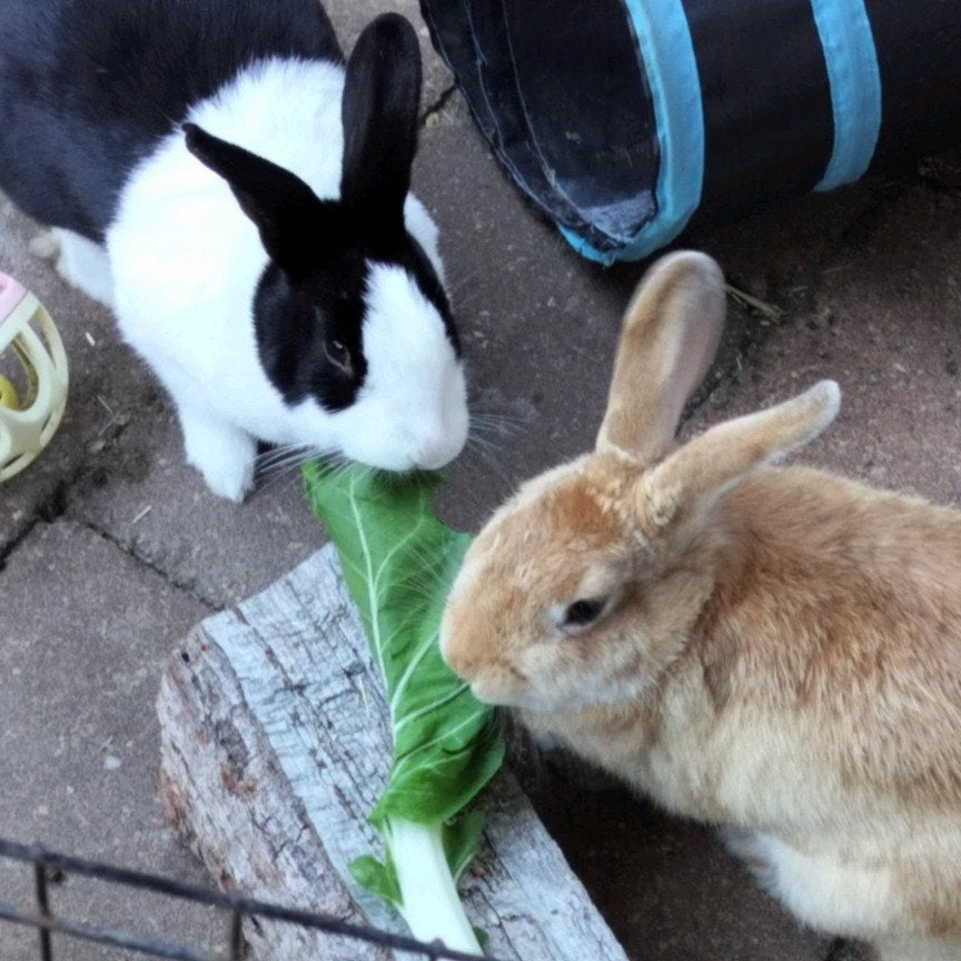 Twee onafscheidelijke konijnen te koop – Inclusief compleet, Dieren en Toebehoren, Konijnen, Meerdere dieren