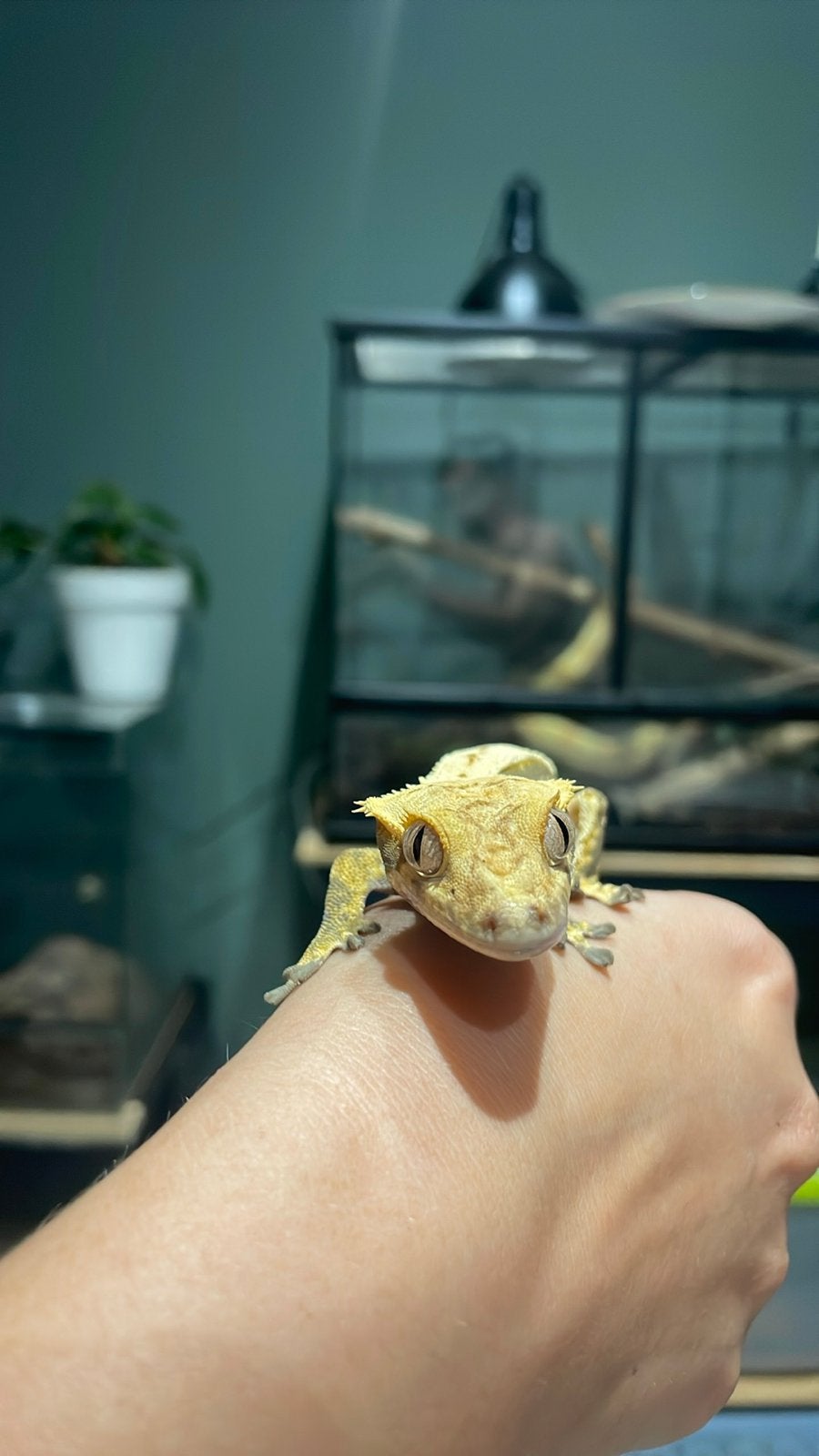 Wimper gekko Crested Gecko - unknown for sale from Jordan