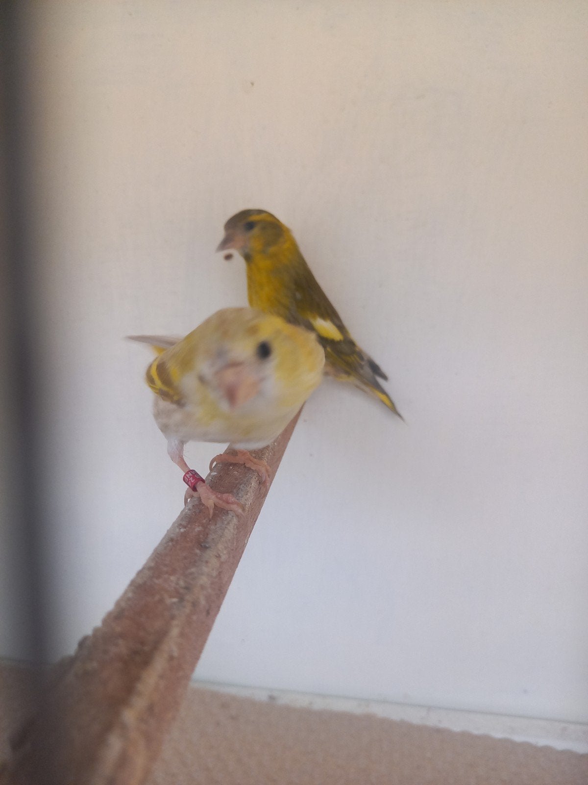 Broedkoppel sijsjes 23/24, Meerdere dieren, Wildzangvogel, Geringd