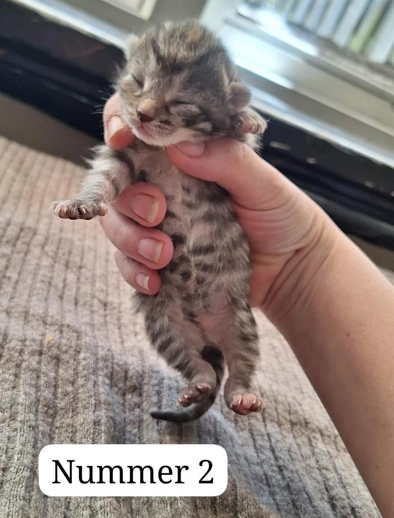 Nog 3 kittens(meisjes) kruising ragdoll, Dieren en Toebehoren, Meerdere dieren, 0 tot 2 jaar
