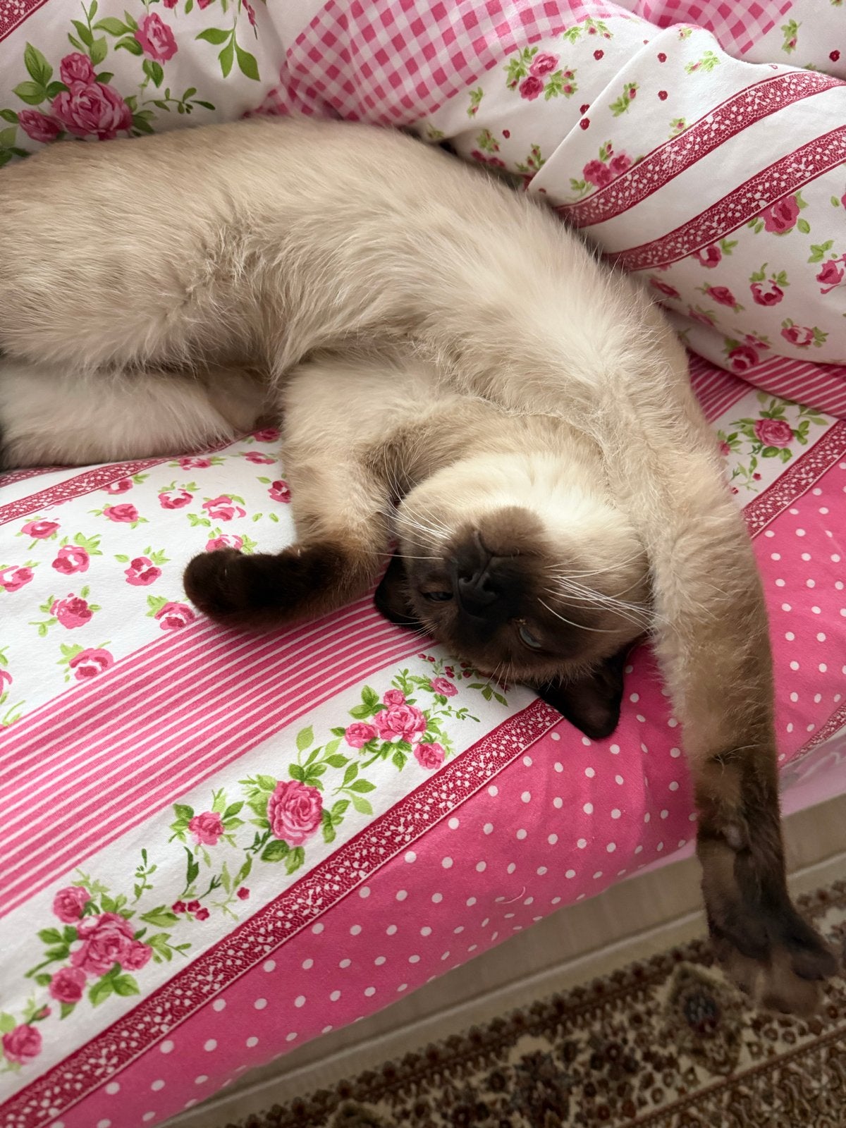 Siamese kater, Dieren en Toebehoren, Kater, Gechipt, 0 tot 2 jaar