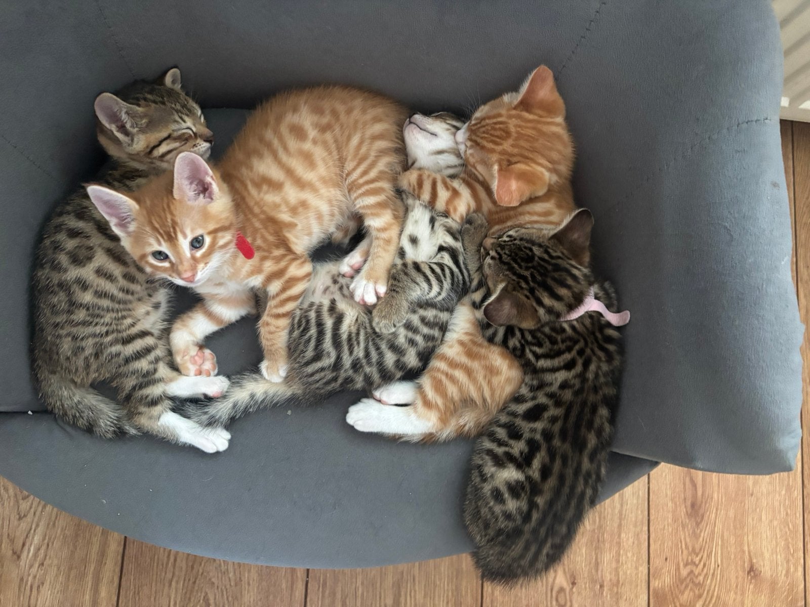 Prachtig nest bijzondere bengaalse kittens, Dieren en Toebehoren, Meerdere dieren, Ontwormd, 0 tot 2 jaar