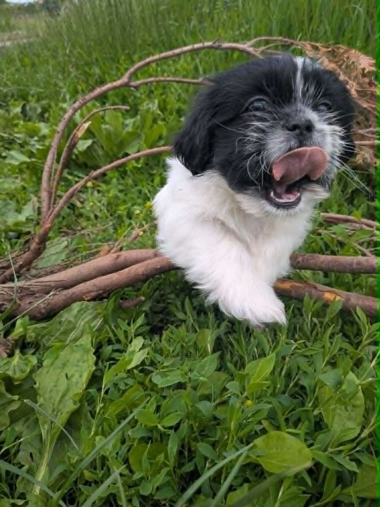 Shih tzu pups, België, Particulier, Parvo, Overige rassen