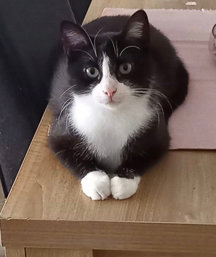 Mickey en luna  zoeken samen een niewe huisje, Dieren en Toebehoren, Meerdere dieren, Kortharig, 6 jaar of ouder