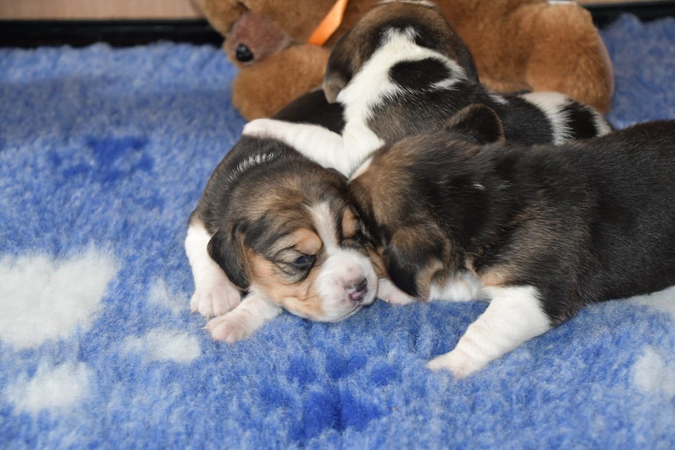 Beagle pups met stamboom, HCC (leverziekte), Reu, 8 tot 15 weken, Eén hond
