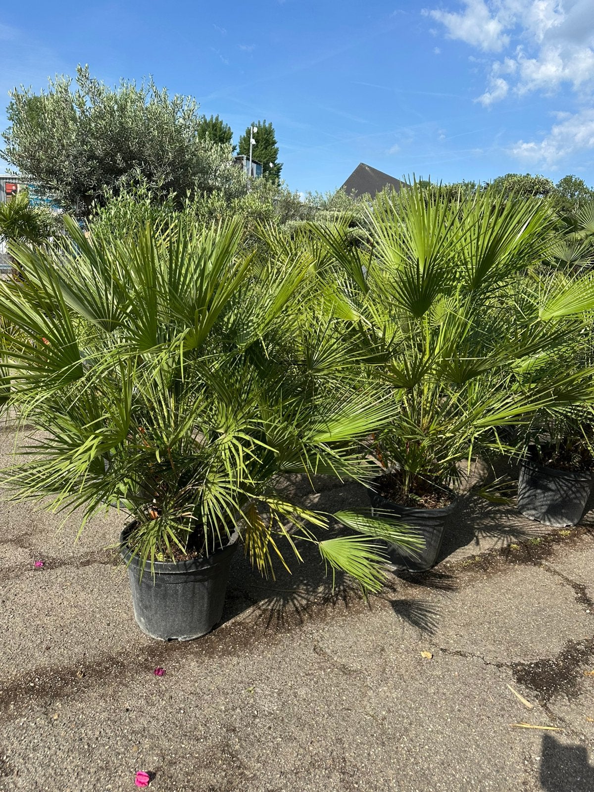 Chamearopf humilis palmen, dwergpalm, Tuin en Terras, Planten | Tuinplanten, Overige soorten, Volle zon, Ophalen of Verzenden