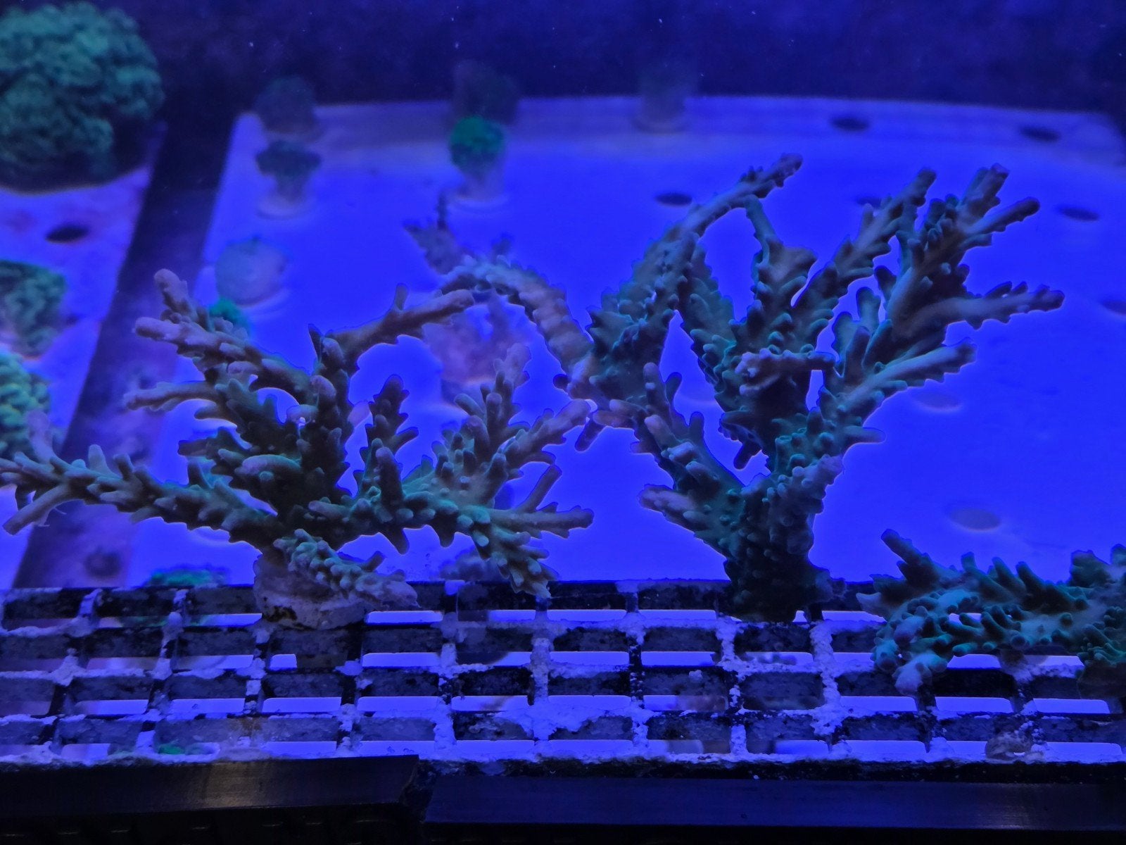 Grote Acropora, Dieren en Toebehoren, Vissen | Aquaria en Toebehoren, Ophalen, ., Plant(en), Steen of Hout, .