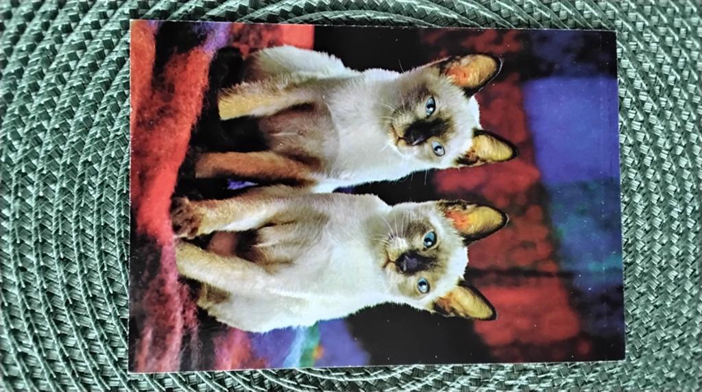 Vintage Ansichtkaart: Twee Schattige Siamese Katjes, Ophalen of Verzenden, 1960 tot 1980, Ongelopen