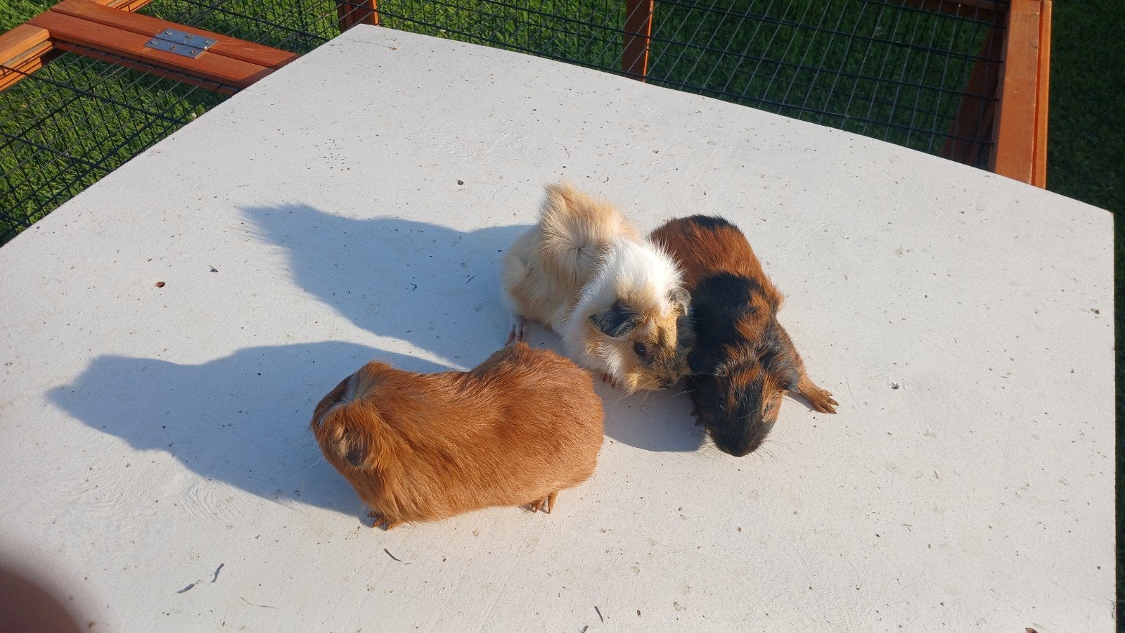 Cavia Beertjes, Dieren en Toebehoren, Knaagdieren, Mei, Mannelijk, Cavia
