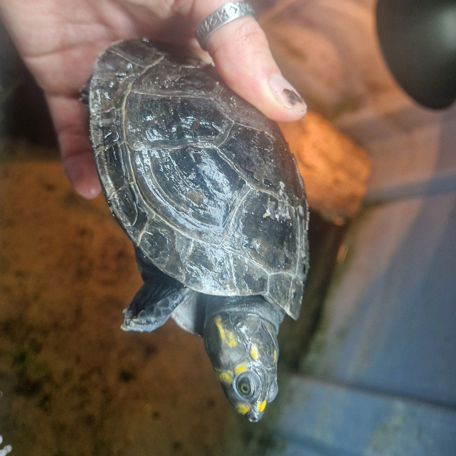 Terekay schildpad podocnemis unfilis, Schildpad, 0 tot 2 jaar