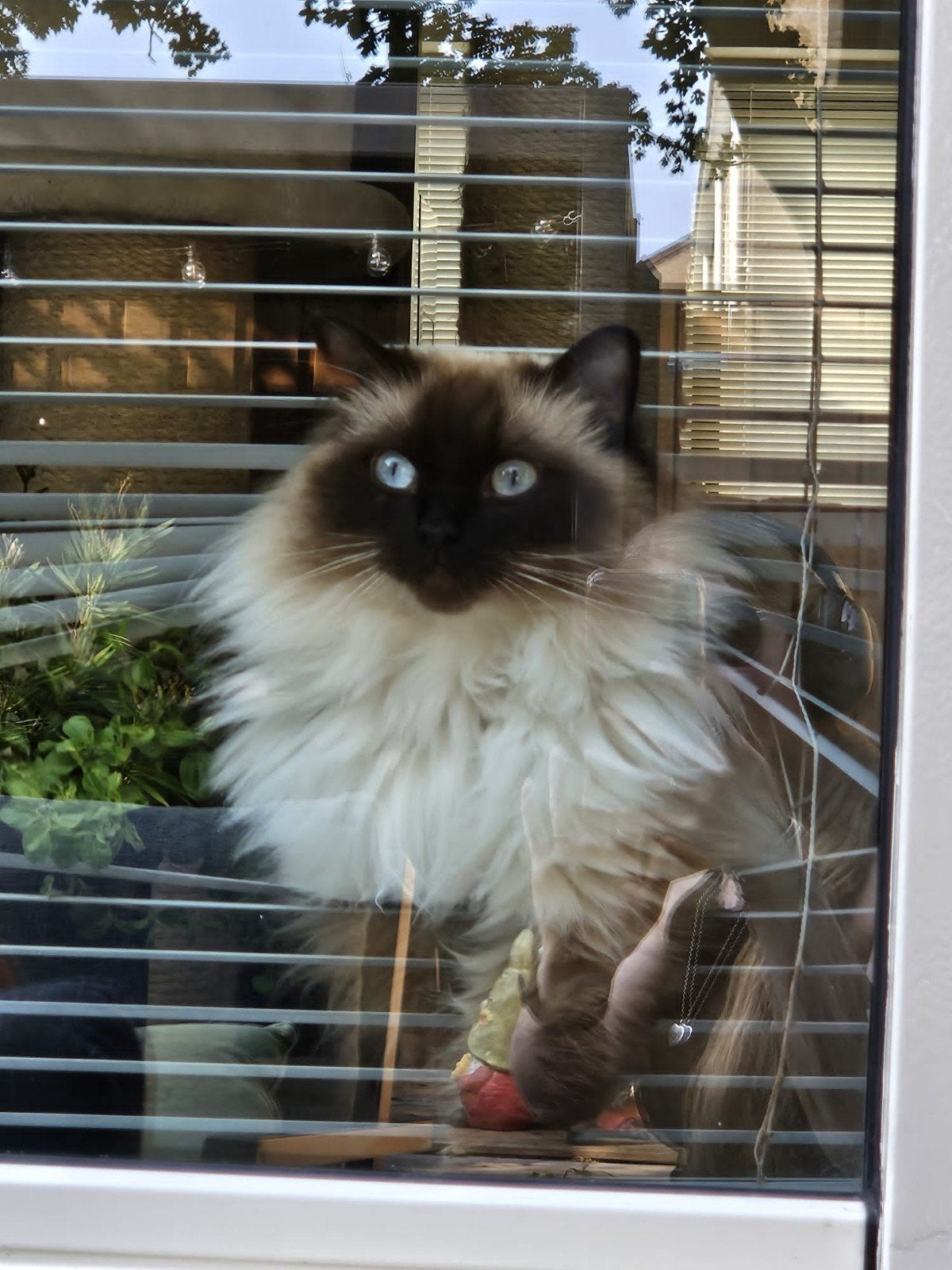 Goed huisje voor 2 Ragdolls, Dieren en Toebehoren, Poes, Gechipt, 3 tot 5 jaar