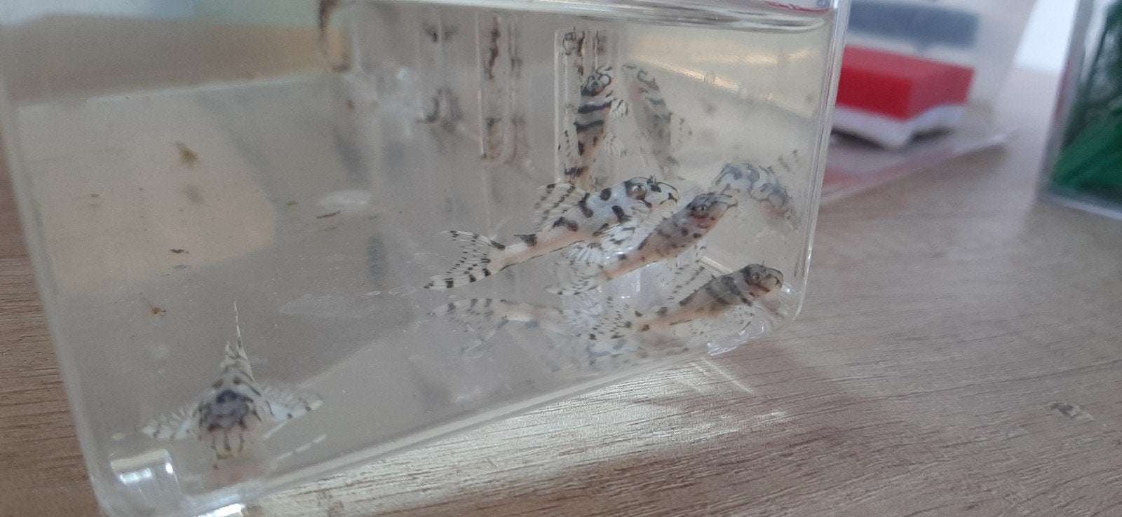 L236sw, Dieren en Toebehoren, Vis, Zoetwatervis