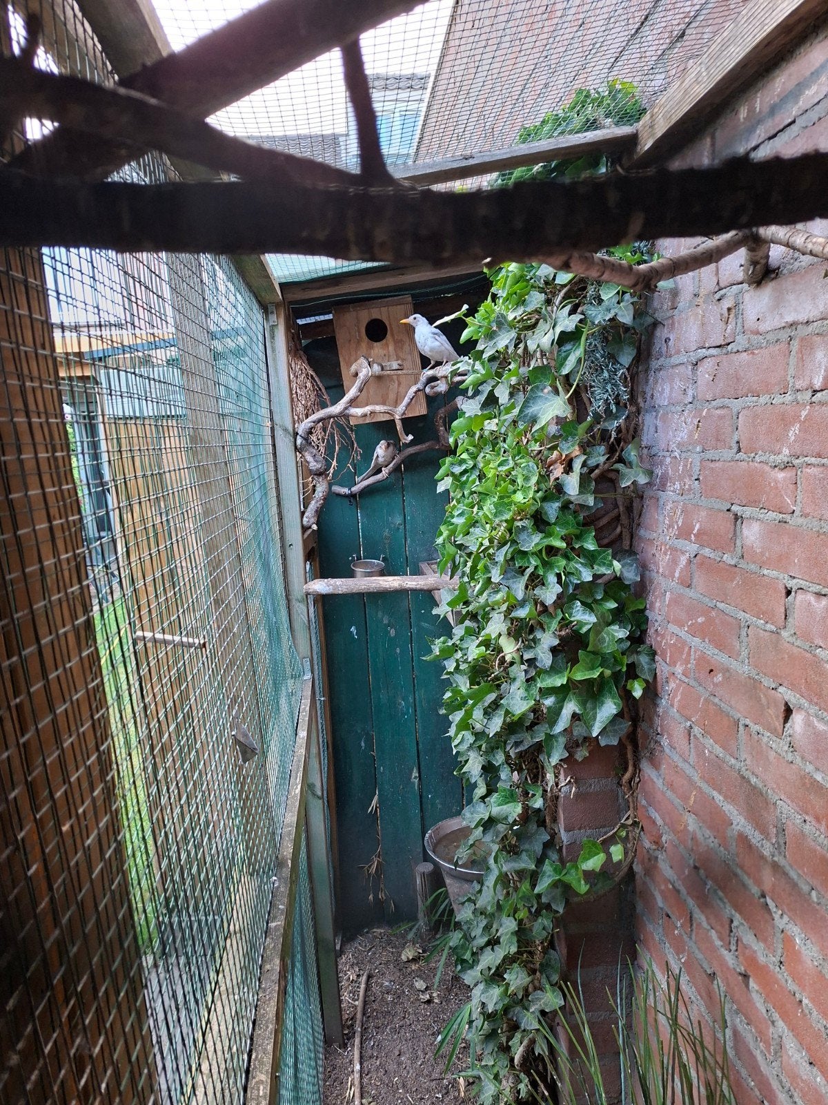 merels, Dieren en Toebehoren, Meerdere dieren, Geringd