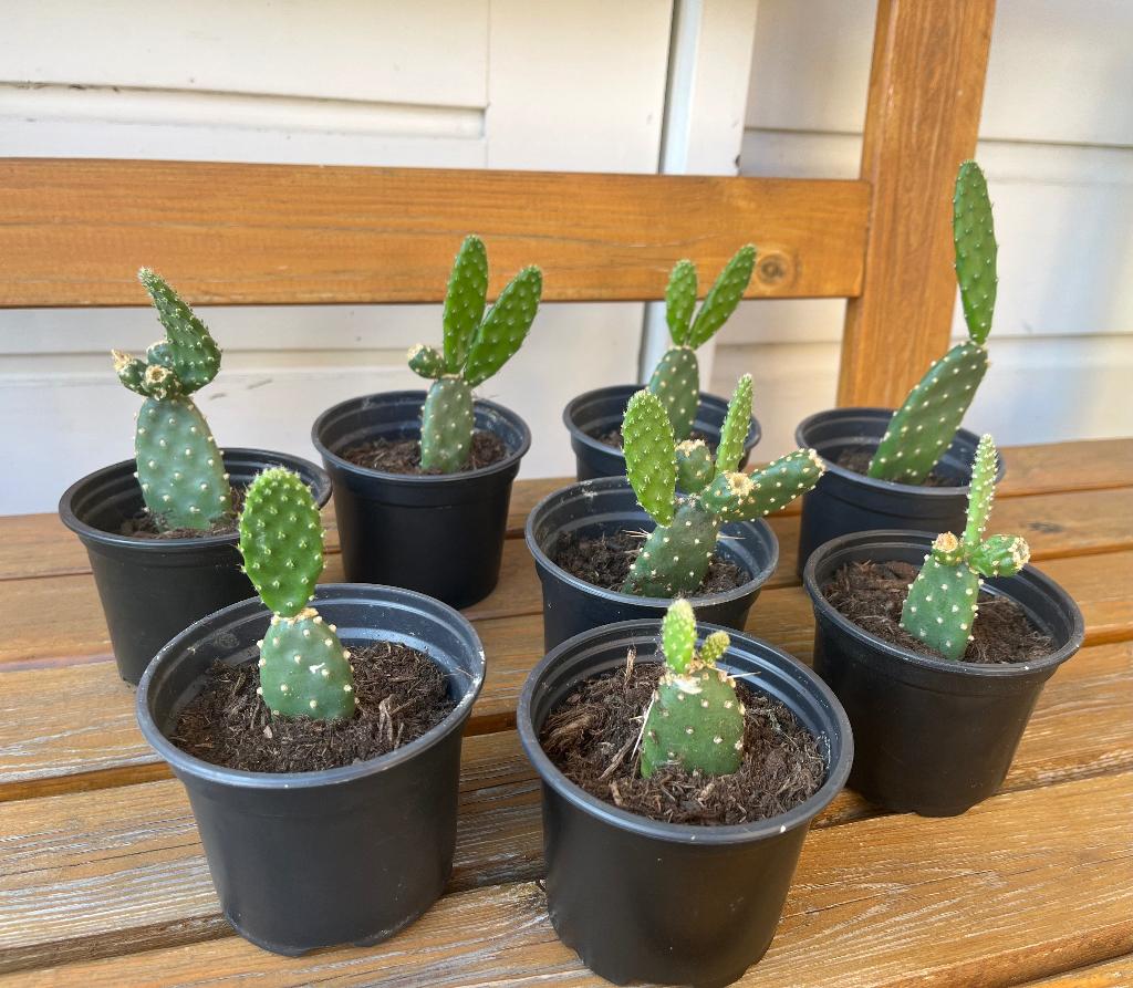 Opuntioideae schijfcactus opuntia cactus | €4 per stuk, Ophalen, Cactus, Volle zon, Minder dan 100 cm