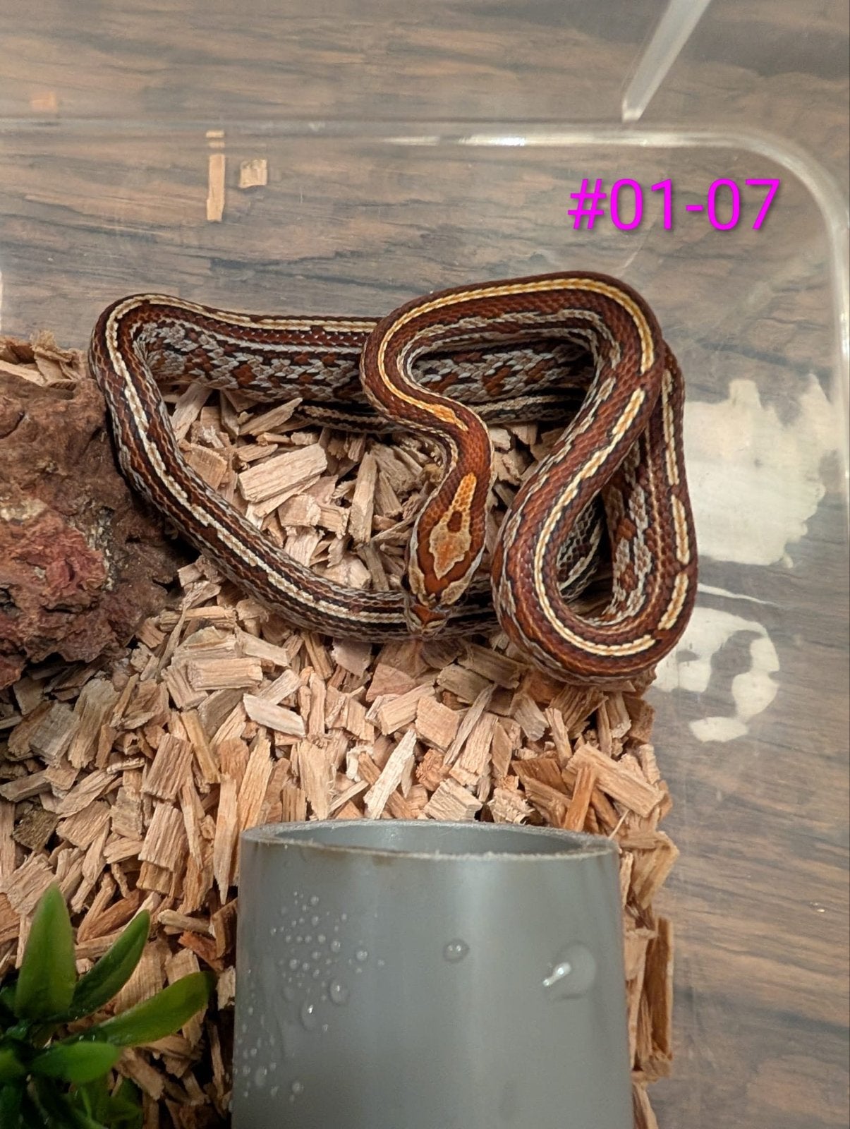 Jonge Classic Rattenslangen het Palmetto Rat Snake photo 2