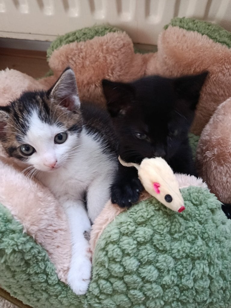 2 kittens zoeken een liefdevol thuis, Dieren en Toebehoren, Katten en Kittens | Overige Katten, Meerdere dieren, Kortharig, 0 tot 2 jaar