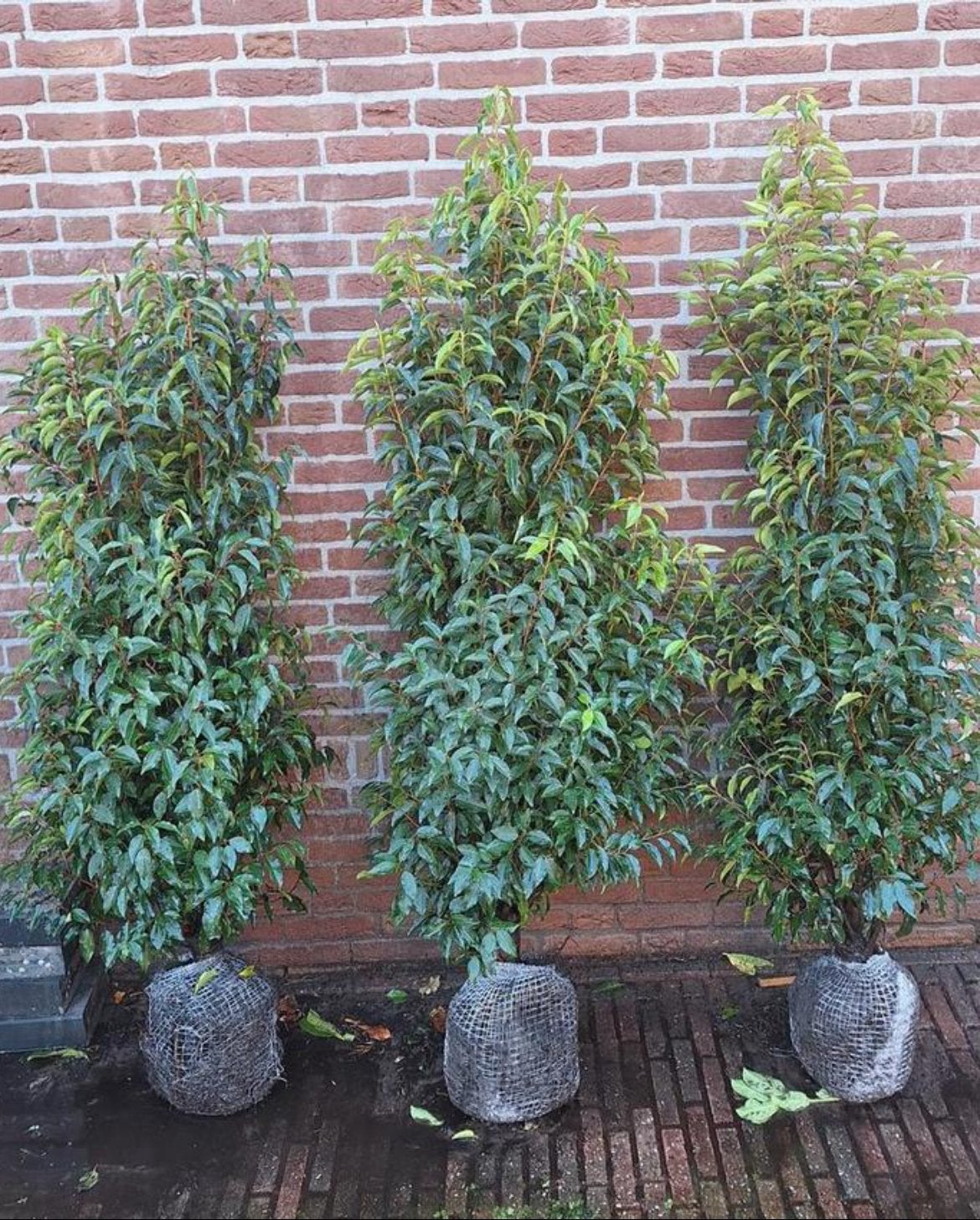 Portugese laurier, Ophalen of Verzenden, Laurier, 100 tot 250 cm