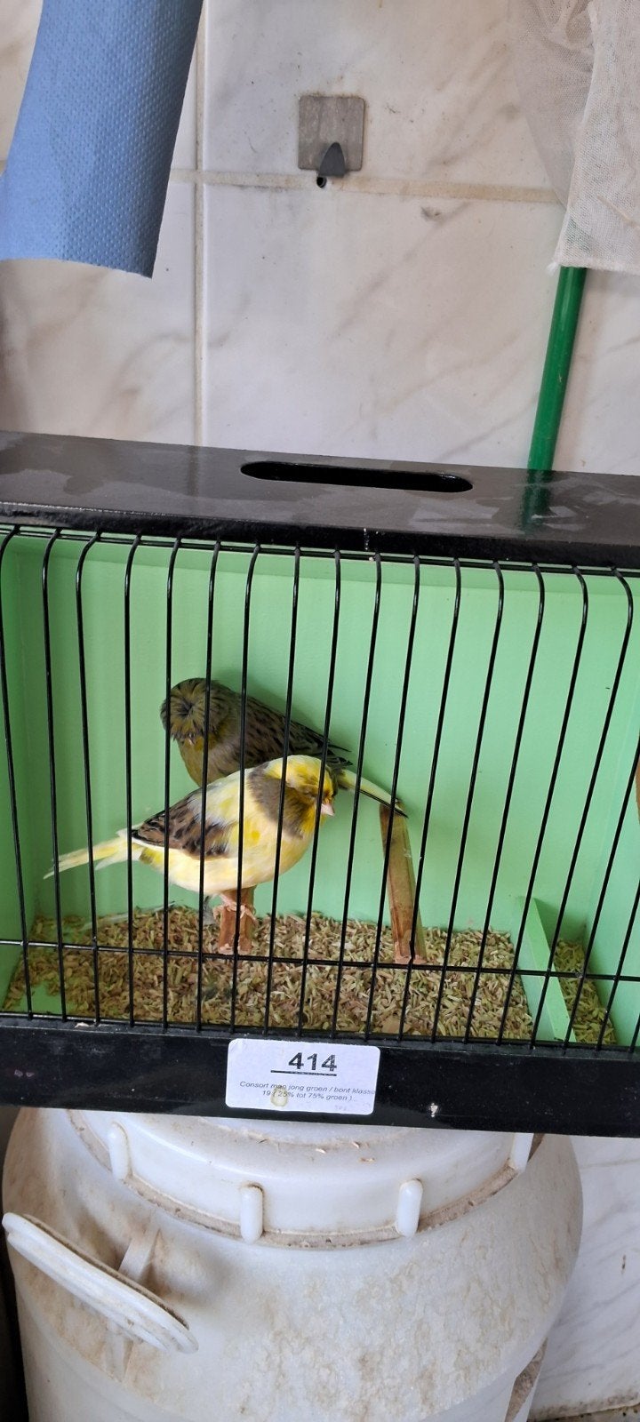 glosters, Dieren en Toebehoren, Vogels | Kanaries, Meerdere dieren, Postuurkanarie