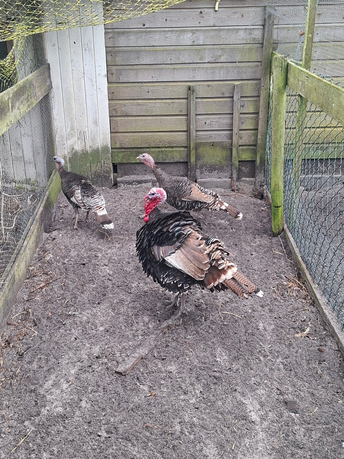 kalkoenen 8 stuks, Dieren en Toebehoren, Pluimvee, Meerdere dieren, Kalkoen