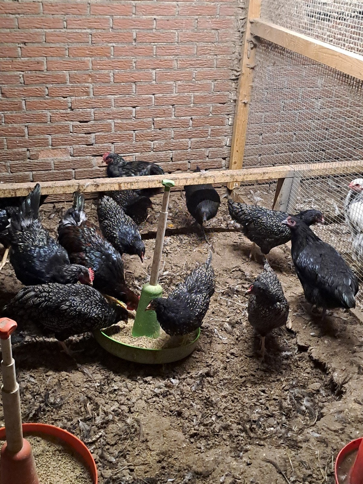 Barnevelder, Australorp groot te koop
